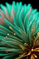 Macro Shot Of the Corals Background Wallpaper photo