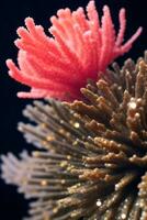 Macro Shot Of the Corals Background Wallpaper photo