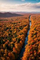 Photo of the Autumn Forest Drone View