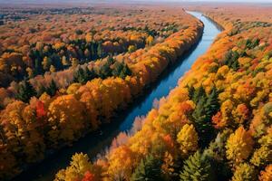 Photo of the Autumn Forest Drone View