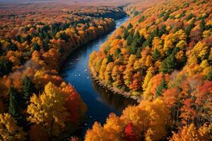 Photo of the Autumn Forest Drone View