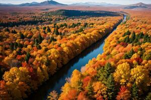 Photo of the Autumn Forest Drone View