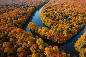 foto de el otoño bosque zumbido ver