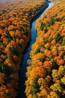 foto de el otoño bosque zumbido ver