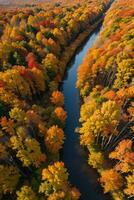 foto de el otoño bosque zumbido ver