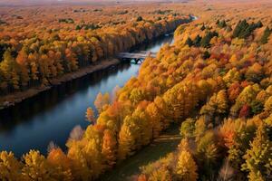 Photo of the Autumn Forest Drone View