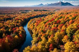 Photo of the Autumn Forest Drone View