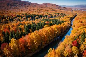 Photo of the Autumn Forest Drone View