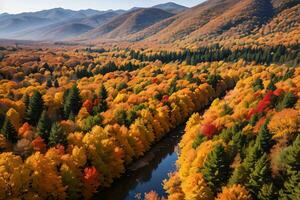 Photo of the Autumn Forest Drone View