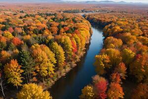 Photo of the Autumn Forest Drone View