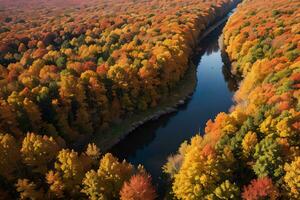 foto de el otoño bosque zumbido ver