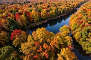 Photo of the Autumn Forest Drone View