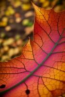 Autumn Leaves macro shot with simmer an waterdrops photo