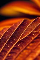 Autumn Leaves macro shot with simmer an waterdrops photo