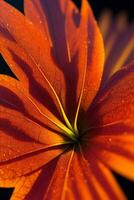 Autumn Leaves macro shot with simmer an waterdrops photo