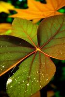 Autumn Leaves macro shot with simmer an waterdrops photo