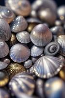 Macro Shot of the Seashell Mackground Wallpaper photo