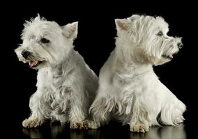 two west highland white terrier sitting in a dark studio photo