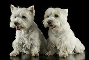 two west highland white terrier sitting in a dark studio photo