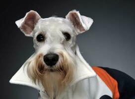 sweet white miniature schnauzer in the grey photo studio