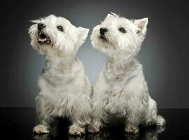 two west highland white terrier sitting in a dark studio photo