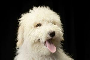 retrato de un linda tibetano terrier perrito foto