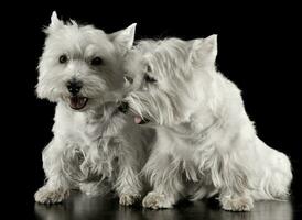 two west highland white terrier sitting in a dark studio photo