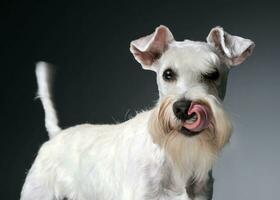 sweet white miniature schnauzer in the grey photo studio