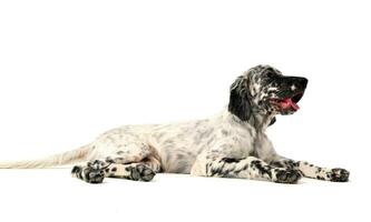 lovely puppy English setter in a white photo background