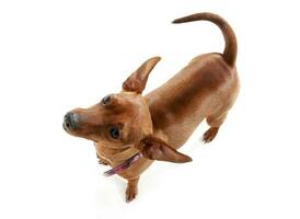 Pinscher looking up in a white studio photo