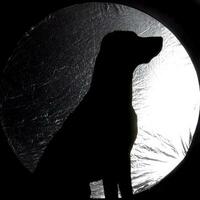 Beautiful rhodesian ridgeback in a dark photo studio