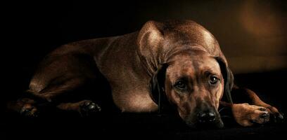 Beautiful rhodesian ridgeback in a dark photo studio