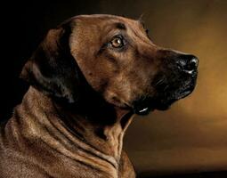 hermosa rodesiano ridgeback en un oscuro foto estudio