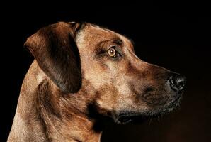 Beautiful rhodesian ridgeback in a dark photo studio