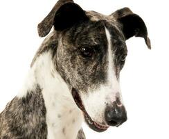 Hungarian greyhound portrait in a white studio photo