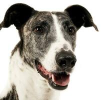 Hungarian greyhound portrait in a white studio photo