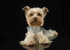 Studio shot of a cute Yorkshire terrier photo