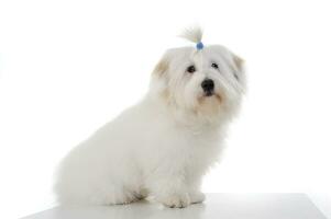 Studio shot of an adorable Maltese with a cute ponytail photo