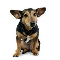 Studio shot of an adorable mixed breed dog photo