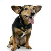 Studio shot of an adorable mixed breed dog photo