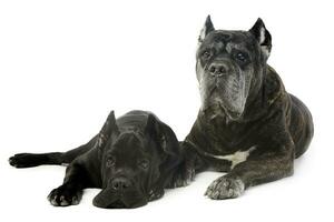 old and young cane corso dog in studio photo