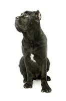 Studio shot of a lovely cane corso puppy photo