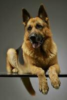 Studio shot of an adorable German shepherd photo