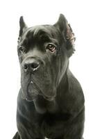 Portrait of a lovely cane corso puppy photo