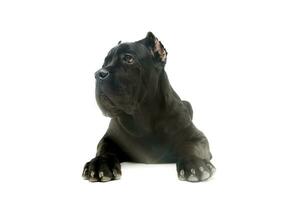 Studio shot of a lovely cane corso puppy photo