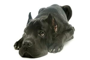 Studio shot of a lovely cane corso puppy photo