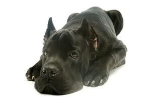 Studio shot of a lovely cane corso puppy photo