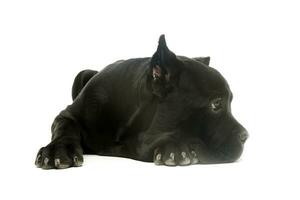 Studio shot of a lovely cane corso puppy photo