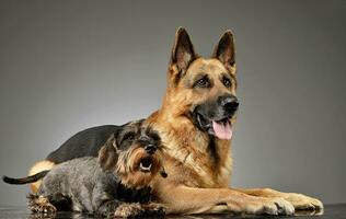 An adorable wire haired Dachshund and a German shepherd dog photo