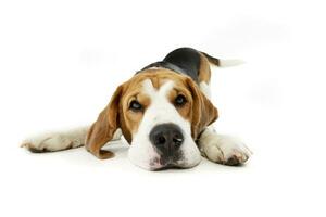 Studio shot of an adorable Beagle photo